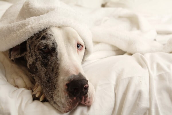 Dogue Alemão