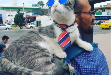 Gato mochileiro faz sucesso e visita diversos lugares do mundo