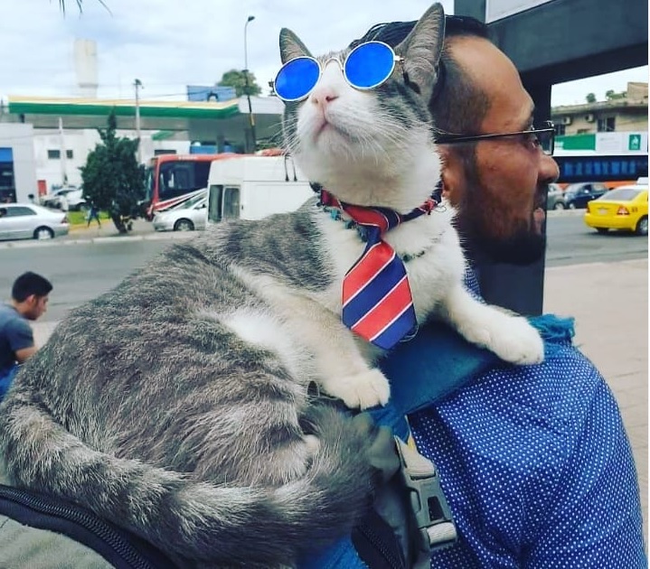 Gato mochileiro faz sucesso e visita diversos lugares do mundo
