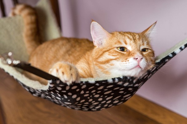 Quatro sinais que podem indicar que seu gato não está bem