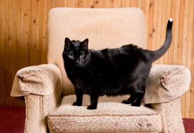 Como ensinar seu gato a arranhar os locais certos