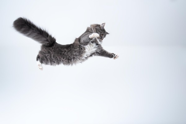 Por que os gatos sempre caem de pé?