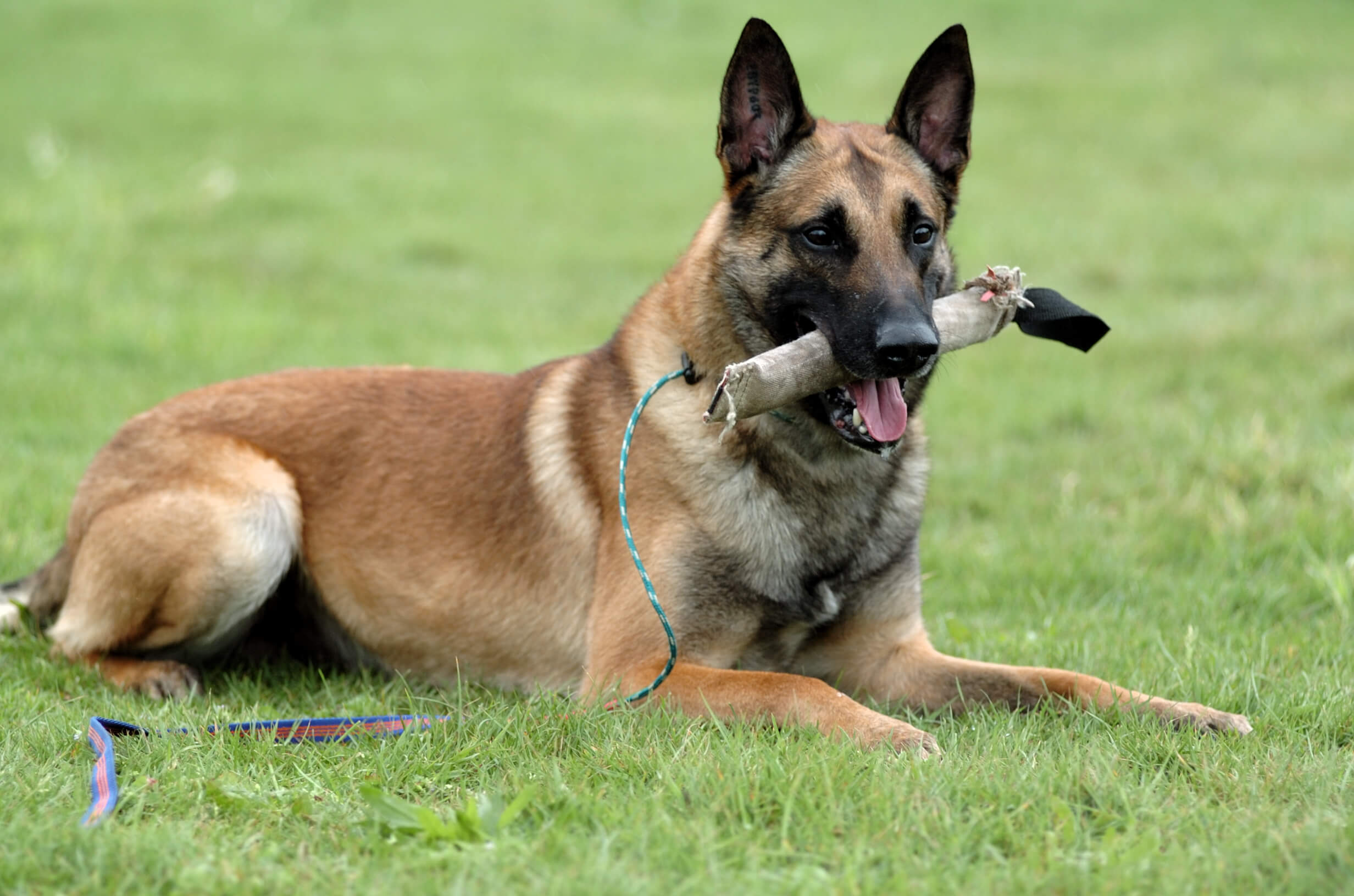 Cachorro policial: Pastor Alemão X Pastor Belga Malinois