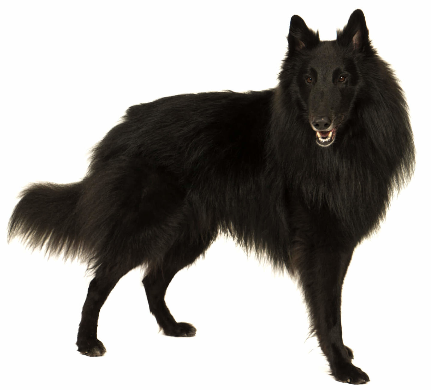 Pastor Belga/ Groenendael