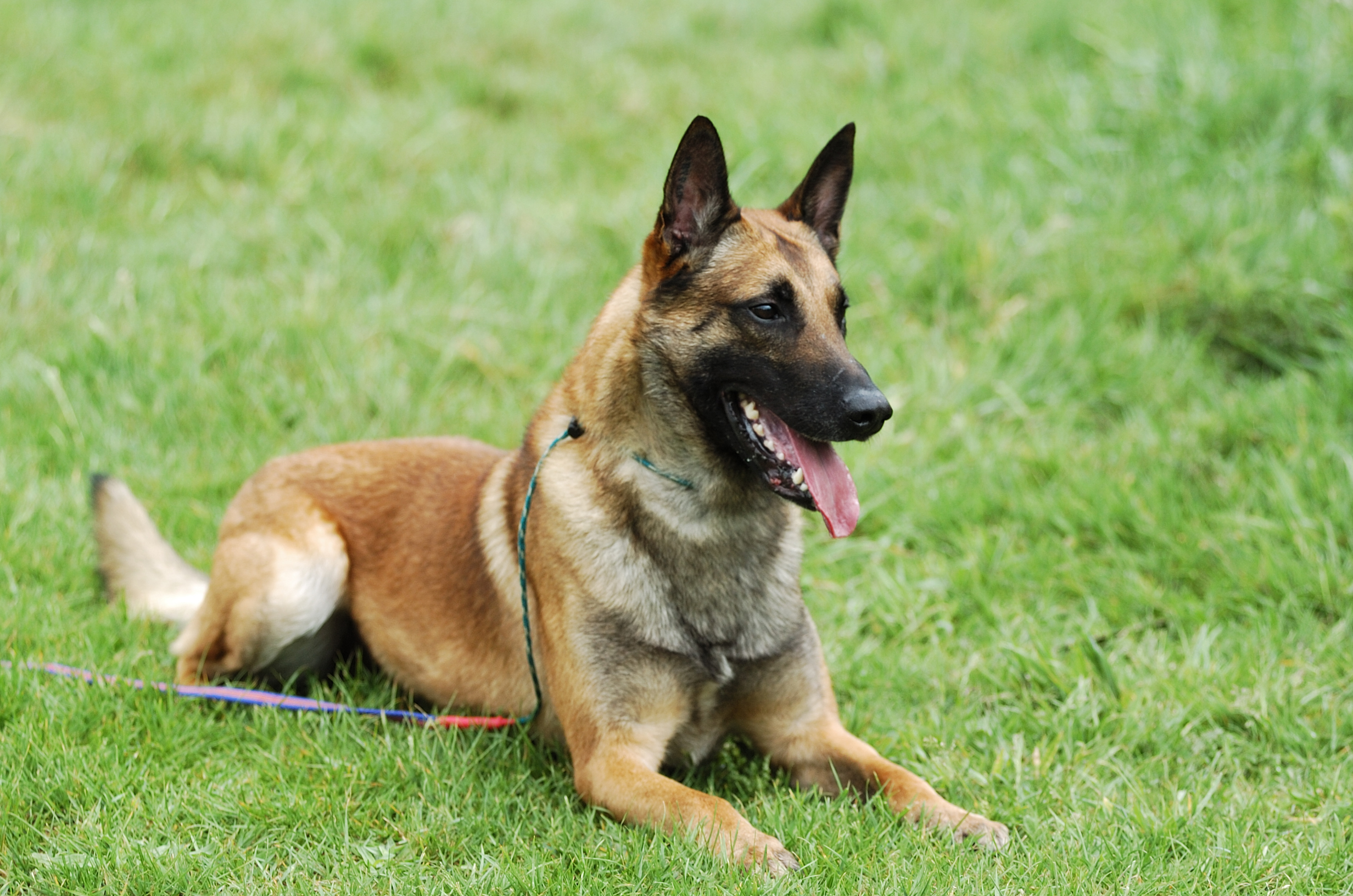 Cachorro policial: Pastor Alemão X Pastor Belga Malinois