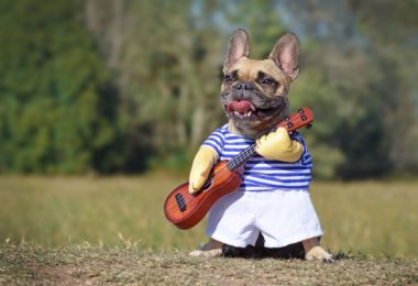 Carnaval: usar ou não fantasias nos pets?