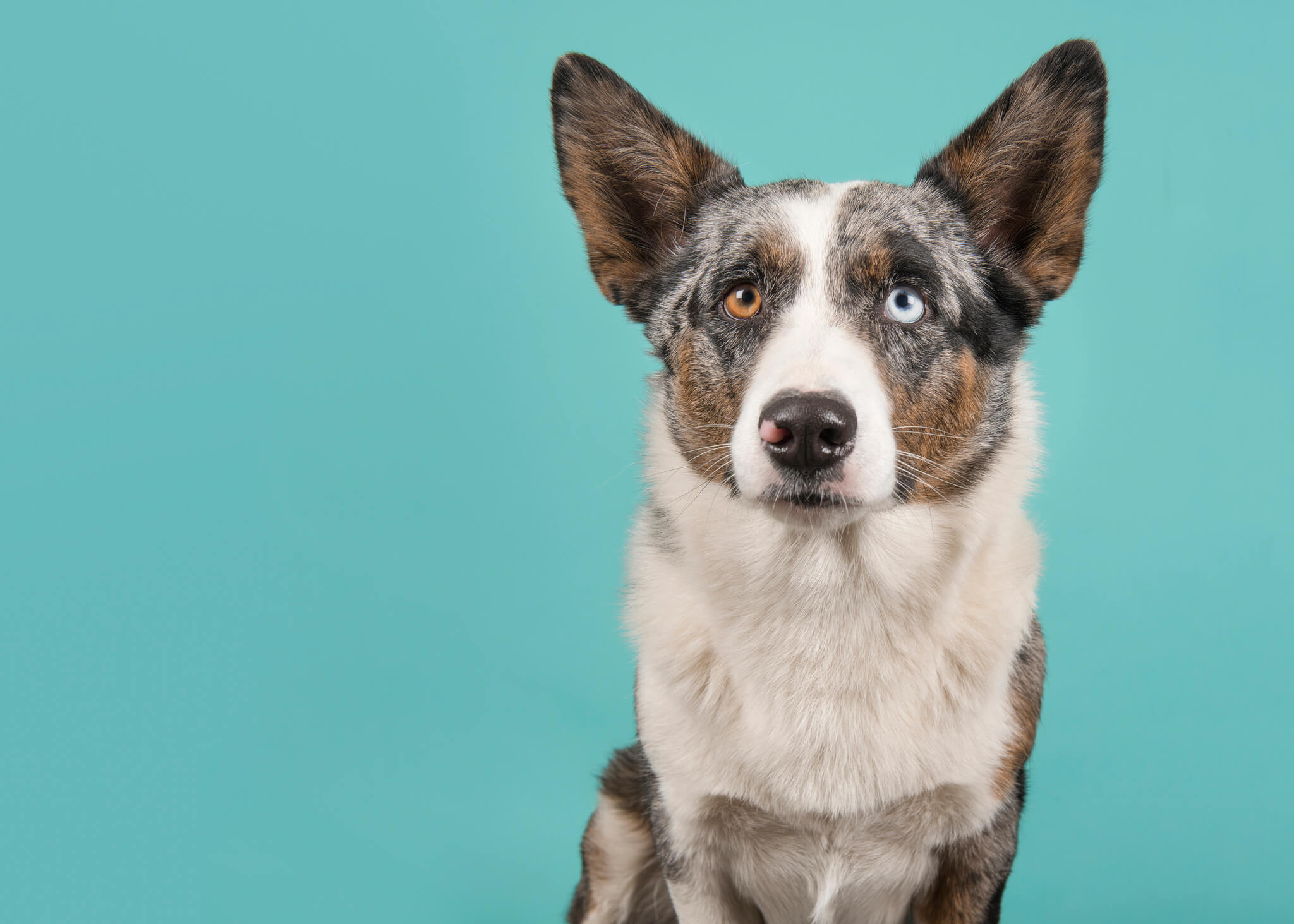 Welsh Corgi Cardigan olhos claros