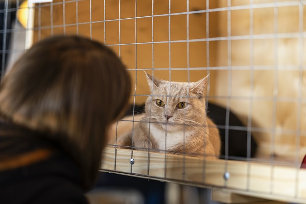 Oito produtos essenciais para quem vai adotar um gato