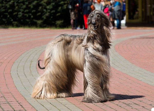 Galgo inglês  Conheça as características da raça e cuidados