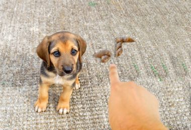 Opções de tapetes higiênicos para cachorro