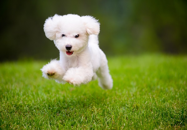 Cinco raças de cães super sociáveis