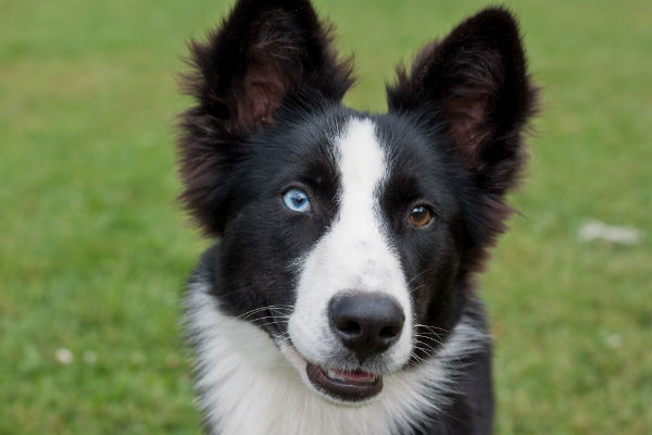 Border Collie de olho claro