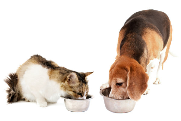 Podcast Petlove: ouça o I episódio sobre nutrição de pets