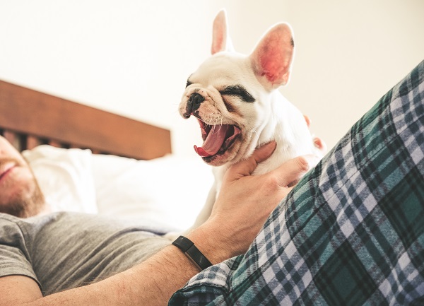 Estudo revela que, diferente dos humanos, cães podem não sentir empatia com bocejos
