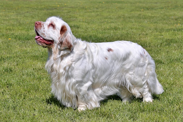cachorro Clumber Spaniel em um jardim