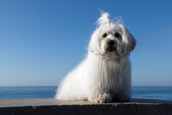 Coton de Tuléar branco