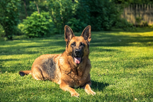 Pastor Inglês  Tudo Sobre a Raça de Cachorro Pastor Inglês