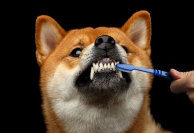 Três dicas para escovar os dentes do cachorro