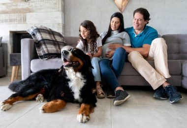 Produtos essenciais para quem vai adotar um cachorro de porte grande