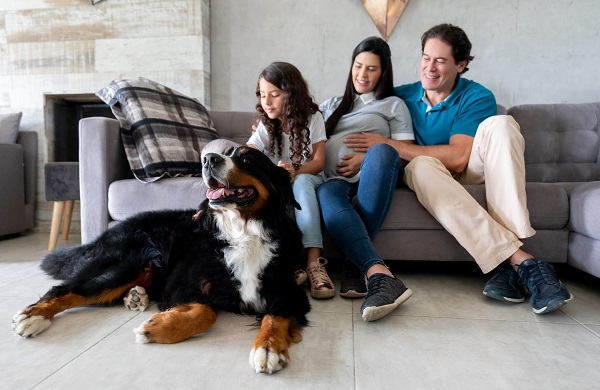 Produtos essenciais para quem vai adotar um cachorro de porte grande