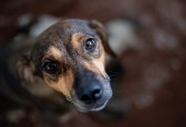 Falar em tom gentil estreita o vínculo entre humanos e pets