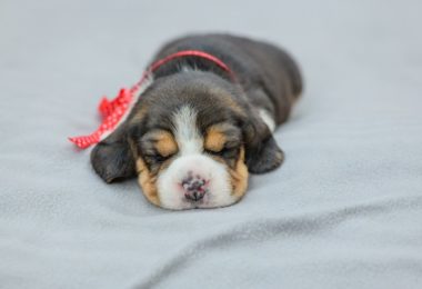 Tudo o que você precisa saber sobre o sono de cães filhotes