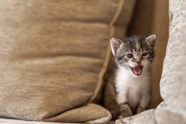 30 dias de Gatos Guerreiros – Dia 2 – Revista Mania de Miar