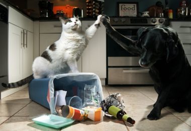 Cuidados com pets que gostam de mexer no lixo