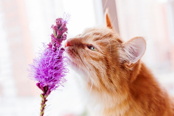 Cheiros e sua influência no comportamento dos gatos