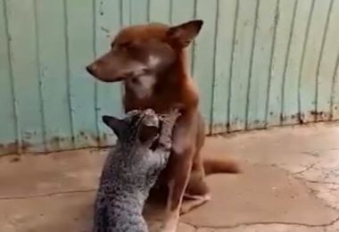 Gato faz massagem em cachorro e vídeo viraliza