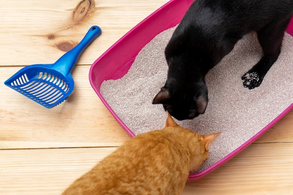 Caixa de areia para gatos: saiba escolher a melhor opção