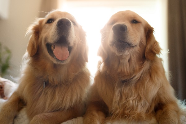 Melhores raças de cachorro para família