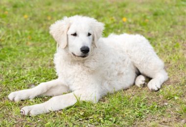 Kuvasz – Principais doenças