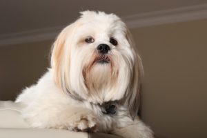 Cachorro Lhasa Apso, Raças de cachorro peludosentado,