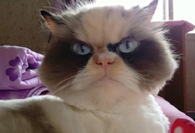 Conheça a gata que promete ser a nova Grumpy Cat
