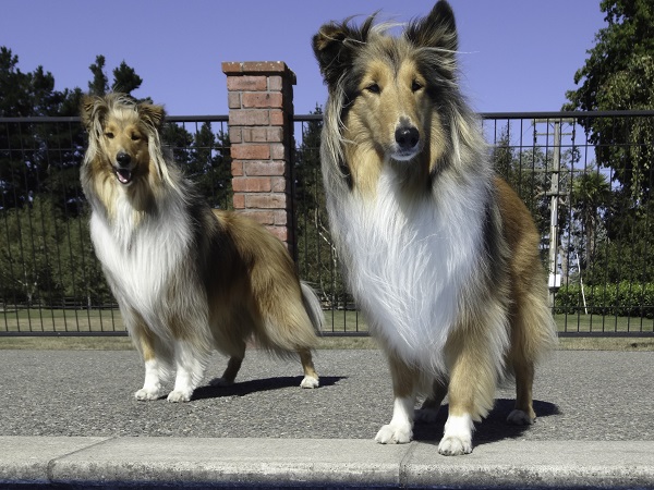 Pastor-de-shetland - Raças de Cães