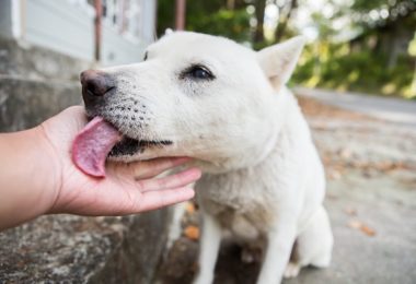 Estudo explica porque os cães são tão sociáveis e apegados aos humanos