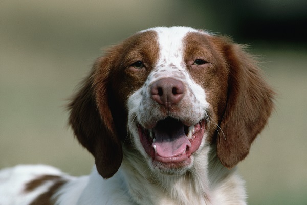 cachorro Spaniel Bretão