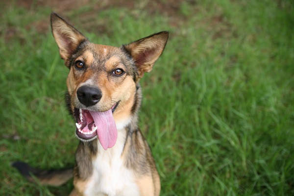 Vira Lata ou SDR - Cães que precisam de muito amor - UseUpdate