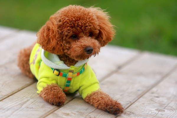 Poodle tosa bebê.