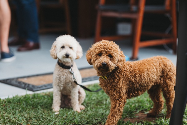Dois cachorros da raça Poodle.