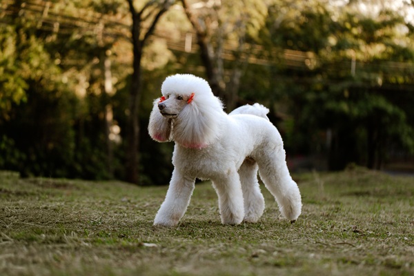 Conheça os principais tipos de tosa de Poodle