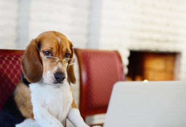 #AlegriaNaSuaCasa – Assinatura Petlove