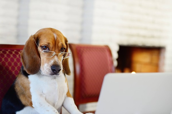 #AlegriaNaSuaCasa – Assinatura Petlove