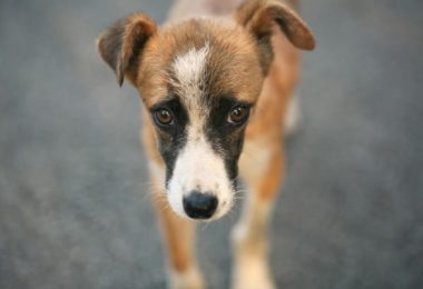 Manual contra o abandono de cães
