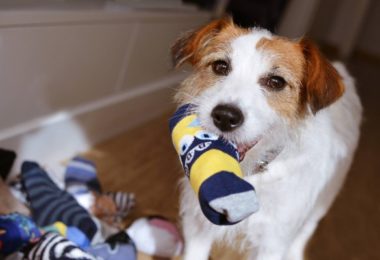Os riscos de deixar seu cão brincar com meias