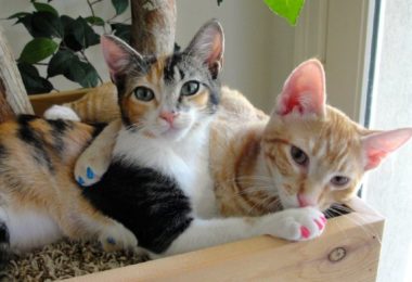 Casal adapta árvores de verdade como arranhadores de gatos
