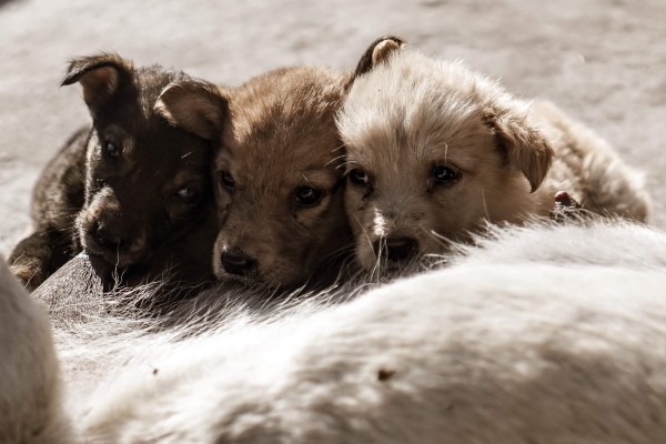 Deixar um filhote de cão com a mãe e os irmãos é fundamental