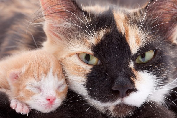 Quando se podem separar os gatinhos da sua mãe?