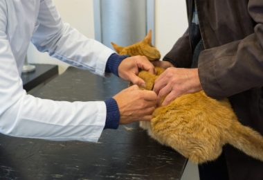 Raças de gatos com predisposição a doenças renais